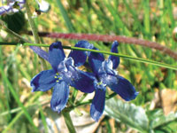 flower 3 photo